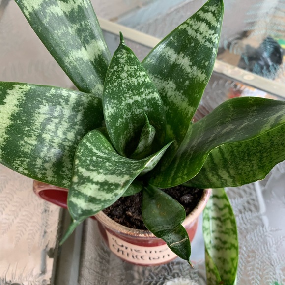 Air Purifier Mother In Law Tongue Snake Plant - Picture 6 of 8